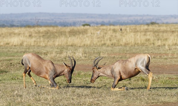 Fight between two Topi lei antelope bulls, Maasai Mara Game Reserve, Kenya, Africa
