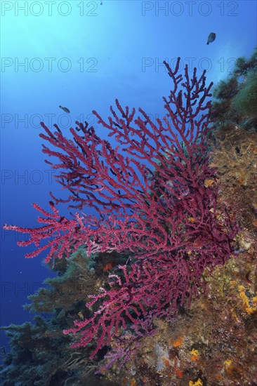 Violescent sea-whip (Paramuricea clavata) with closed polyps in the Mediterranean near Hyères. Dive