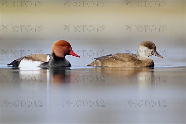Red-crested pochard (Netta rufina), pair swimming, Lake Zug, Switzerland, Europe