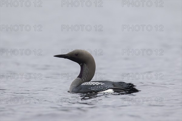 Black-throated loon, Arctic loon, black-throated diver (Gavia arctica) in breeding plumage swimming