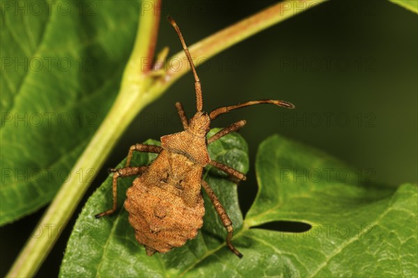 Dock bug (Coreus marginatus) in 5th larval stage on a leaf, Baden-Württemberg, Germany, Europe