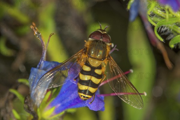 Garden hoverfly (Syrphus ribesii) male on blue viper's bugloss (Echium vulgare), Baden-Württemberg,