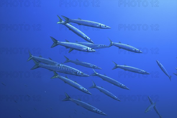 Group, shoal of european barracuda (Sphyraena sphyraena) near Hyères. Dive site Giens Peninsula,