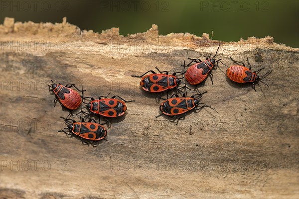 Fire bugs (Pyrrhocoridae) on dead wood, Bavaria, Germany, Europe