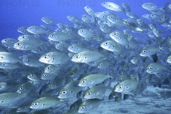 Shoal, group of arctic seabream (Pagellus acarne), dive site El Cabron Marine Reserve, Arinaga,