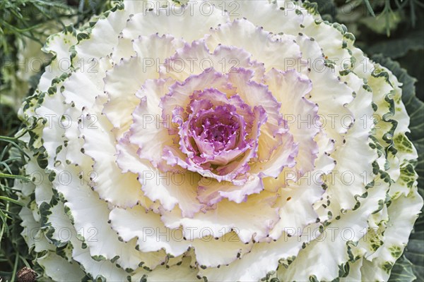 Decorative creamy white cabbage in a botanical garden