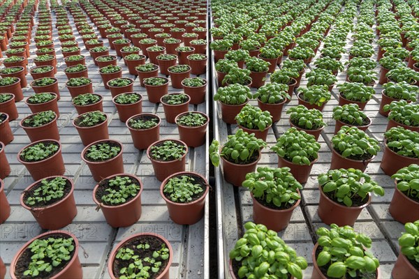 Agriculture, herb gardening, basil plants in pots, in various stages of growth, in a greenhouse