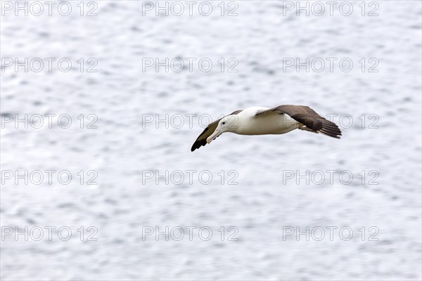 Albatros (Diomedea sanfordi), Taiaroa Head, Otago Peninsula, Neuseeland