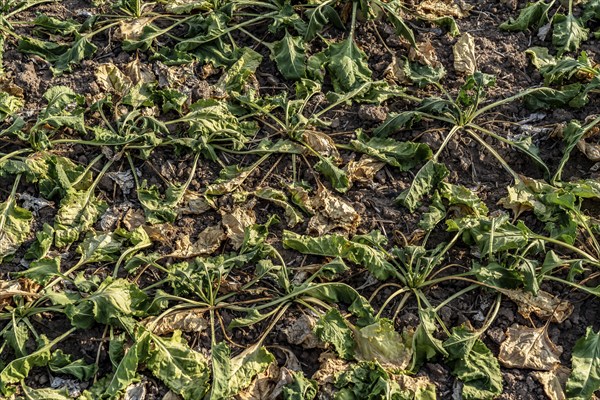 Field with withered plants, sugar beet that did not survive the long drought, low rainfall summer