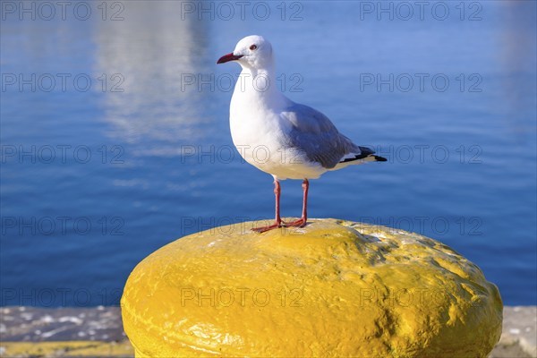Seagull at the harbour, on a yellow bollard, Victoria & Alfred Waterfront, Cape Town, Cape Town,