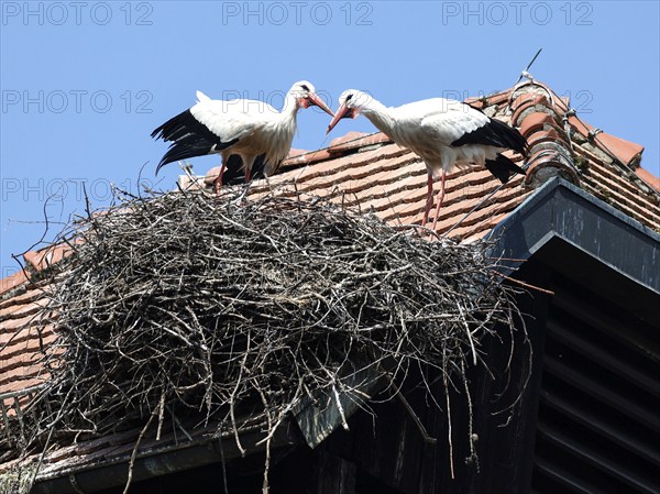 Storks in a nest on the stork tower in Zelt am Hammersbach. The stork tower is the town's landmark,