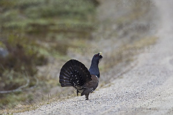 Western Capercaillie (Tetrao urogallus), Wood Grouse, Heather Cock showing courtship display on