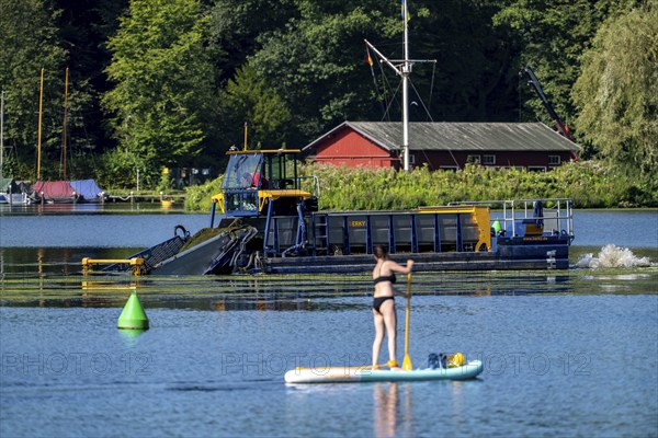 Mowing boat Nimmersatt, of the Ruhrverband, tries to keep the green plant carpet on the Lake