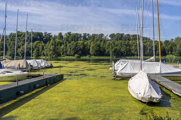 Green carpet of plants on Lake Baldeney in Essen, proliferating aquatic plant Elodea, waterweed, an