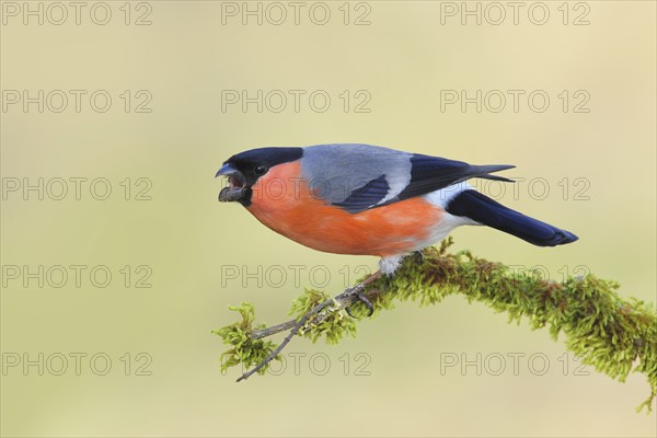 Eurasian bullfinch (Pyrrhula pyrrhula), Aggressive male sitting on a branch covered with moss,