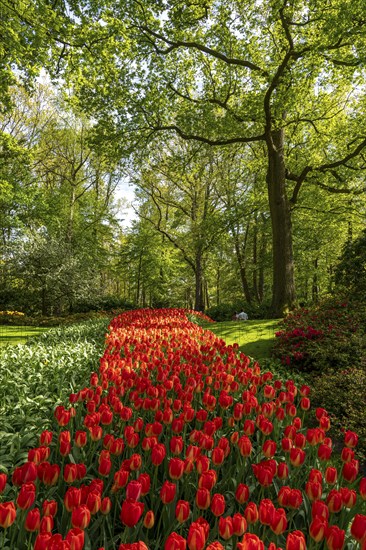 The Keukenhof, gardens, amusement park, spring park, spring flower show, near Lisse, South Holland,