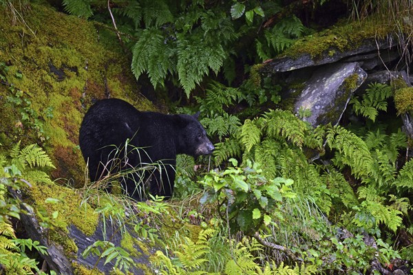 American Black Bear (Ursus americanus) climbing over rocks along the edge of the forest,