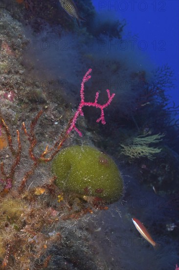 Sea ball, ball algae (Codium bursa), algae, in the Mediterranean Sea near Hyères. Dive site Port