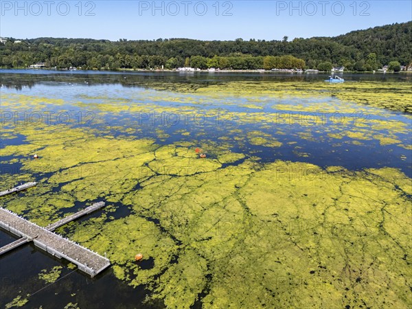 Ruhrverband mowing boat in action against waterweed, Elodea, an invasive species, green carpet of