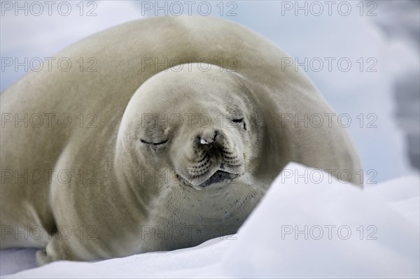 Crabeater seal (Lobodon carcinophagus) resting on iceberg in Paradise Bay, Antarctica