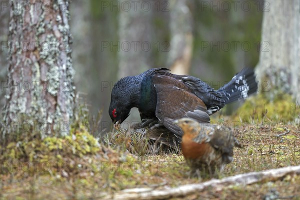 Western capercaillie (Tetrao urogallus) cock mating with hen at lek in coniferous forest in spring
