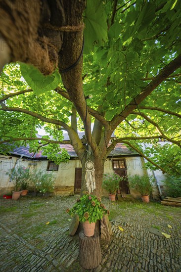 Dreamcatcher hanging from a tree in a historic garden, surrounded by shade and decorative elements,