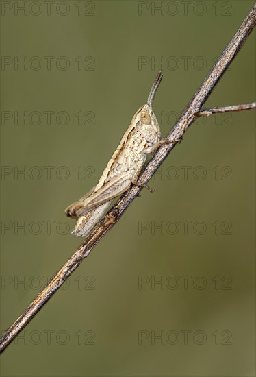 Nymph of the common grasshopper (Pseudochorthippus parallelus), Valais, Switzerland, Europe