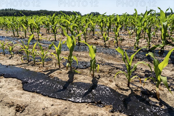 A maize field, with young plants, is fertilised with liquid manure, near Geldern, North