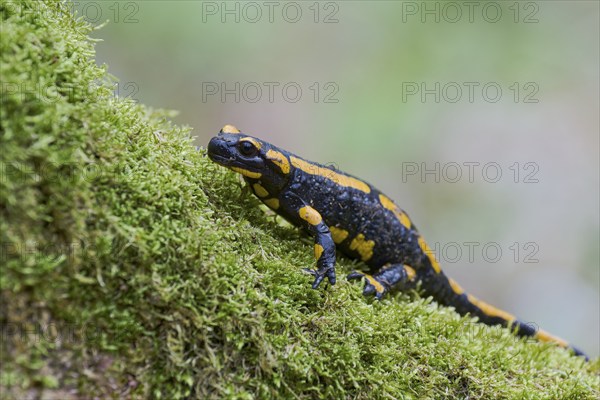 Fire salamander (Salamandra salamandra), Lower Saxony, Germany, Europe