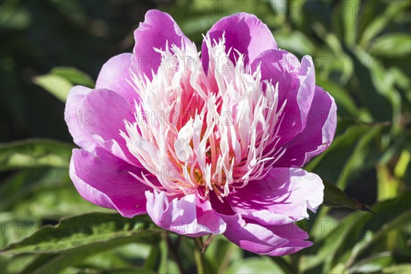 Pink peony flower in a botanical garden