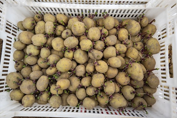 Early potatoes are placed in the soil of the field with a planting machine, Agriculture, Spring