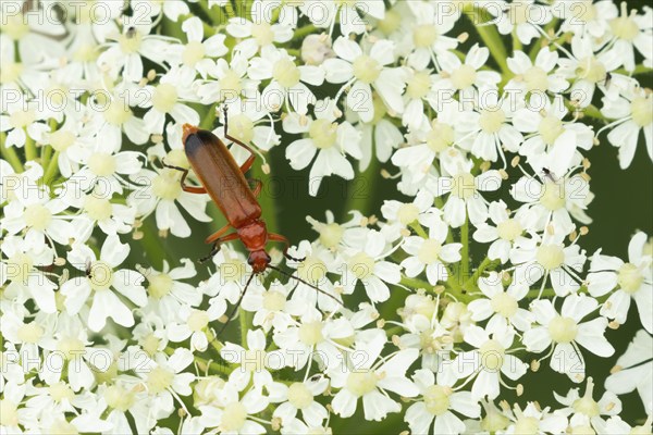 Common red soldier beetle (Rhagonycha fulva) adult insect on a white flower head, Suffolk, England,