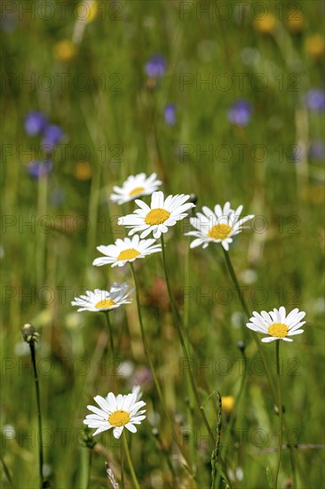 Flowering marguerites (Leucanthemum) and grasses in a wild, natural flower meadow, Germany, Europe