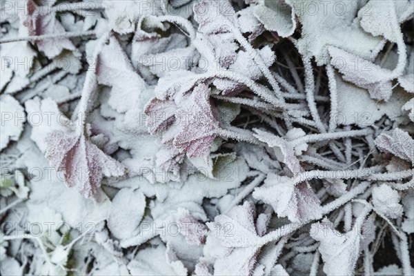 Leaves and grass covered with hoarfrost. Abstract floral background, garden and winter concept.