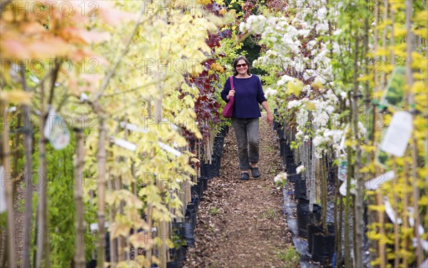 Model released woman walking past rows of colourful trees in blossom at a garden centre, UK