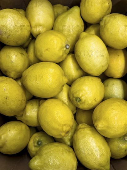 Lemons (Citrus limon) without packaging loose pieces in display of fruit trade greengrocer grocery