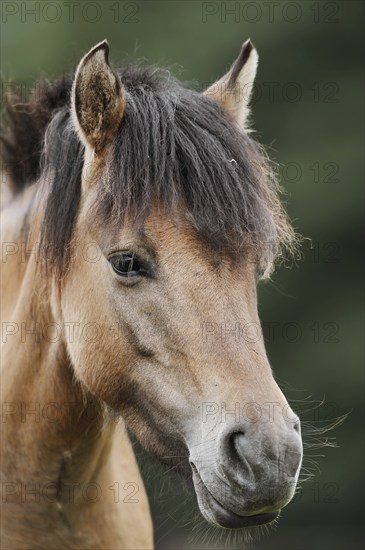Dülmen wild horse, portrait, Merfelder Bruch, Dülmen, North Rhine-Westphalia, Germany, Europe
