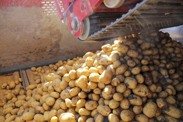 Farmer Hartmut Magin from Mutterstadt harvesting early potatoes in the Palatinate (Mutterstadt,