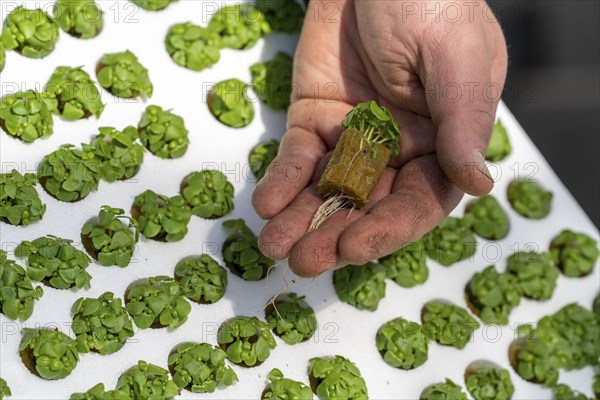 Agriculture, herb gardening, basil young plants, in pressed pots, with growing soil and nutrients,