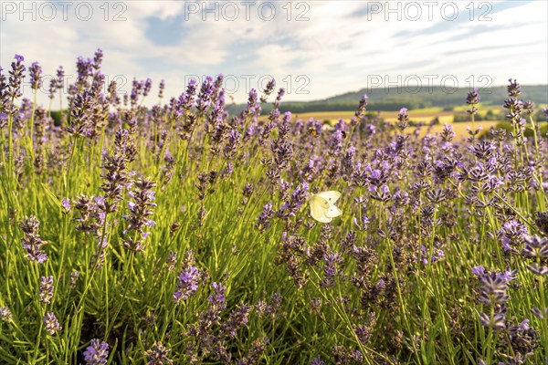 Small white, butterfly, on lavender fields in East Westphalia Lippe, OWL, near the village of