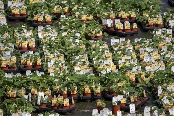 Nursery, plant breeding, ornamental plants grow in flower pots, outdoors, Düsseldorf-Volmerswerth,