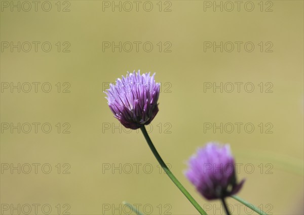Chive (Allium schoenoprasum), in bloom, North Rhine-Westphalia, Germany, Europe