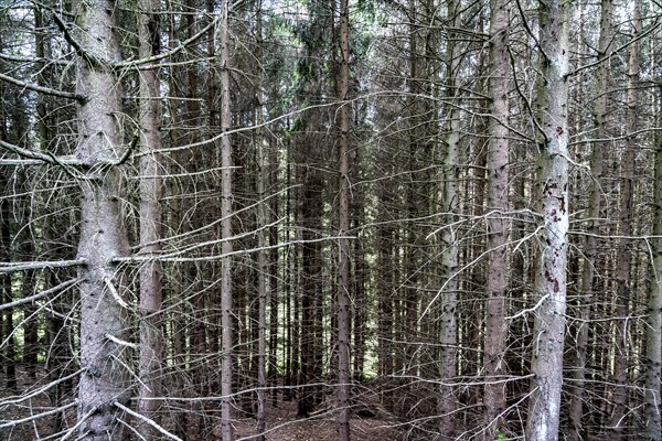 Forest dieback in the Bergisches Land, near Engelskirchen, over 70 per cent of the spruce trees are