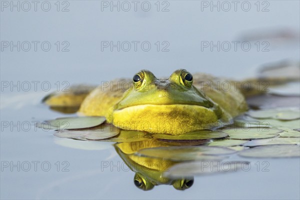 Bullfrog, Lithobates catesbeianus. A male bullfrog floating on a lake and calling when another male