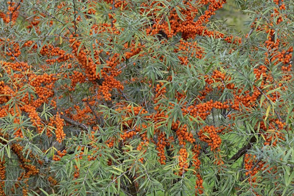 Common sea-buckthorn (Hippophae rhamnoides), shrub with fruit, Moselle, Rhineland-Palatinate,
