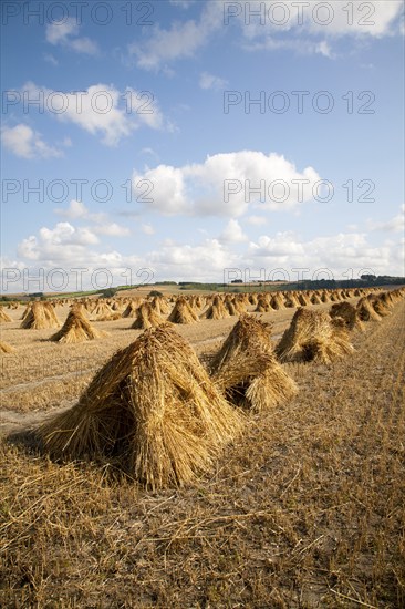 Wheat stooks harvested for thatching standing drying in a field after harvesting, Marden,