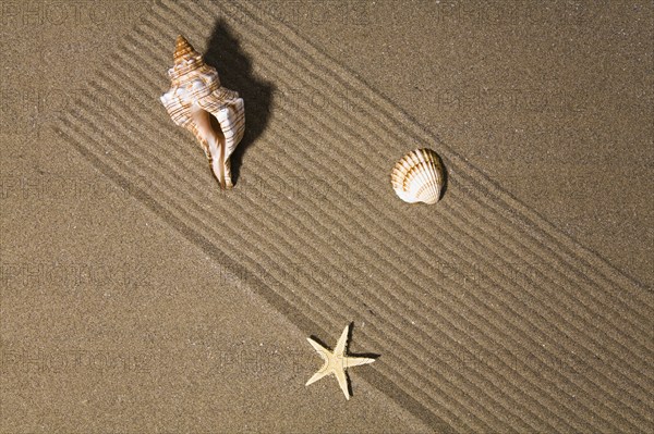 Starfish and shell in the sand, North Sea coast, Lower Saxony, Federal Republic of Germany