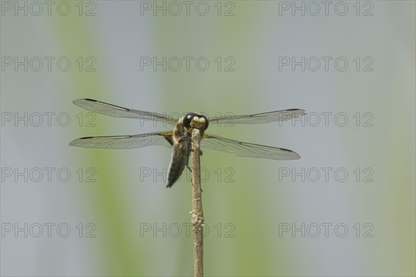Four spotted chaser dragonfly (Libellula quadrimaculata) adult insect resting on a plant stem,
