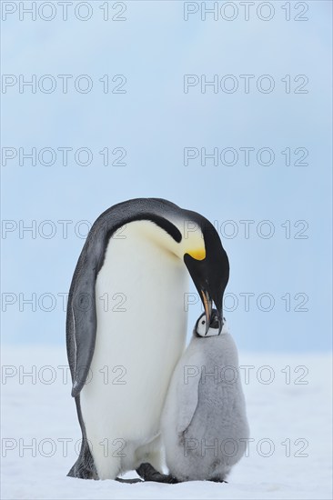 Emperor penguins, Aptenodytes forsteri, with a Chick, Snow Hill Island, Antartic Peninsula,