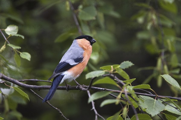 Bullfinch, bullfinch, (Pyrrhula pyrrhula), male, Bavaria, Federal Republic of Germany